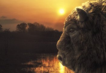 Eurasian aurochs, sunset or sunrise © irontrybex