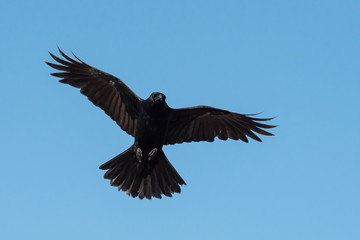 Carrion Crow, Crow, Corvus Corone