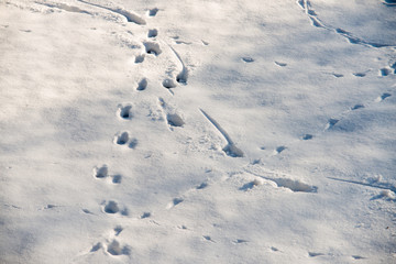 close up on fresh and wild animal trace on snow