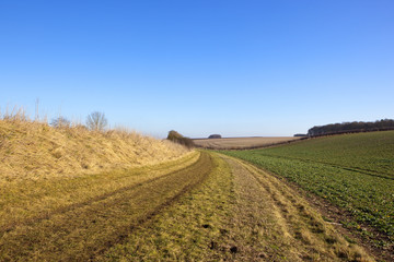 bridleway and crops