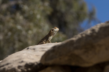 The Painted Dragon - Laudakia stellio brachydactyla