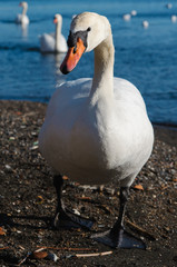 White swan walking near the lake
