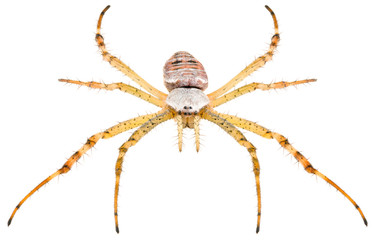 Argiope bruennichi spider or wasp spider is a species of orb-web spider isolated on white background, front view of spider.
