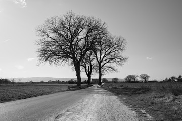 Lonely trees on the rural road