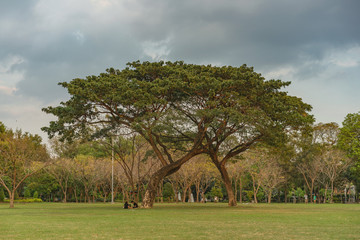 Big tree in the park with green grass and cloudy sky