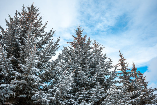 silver fires covered with snow against the sky