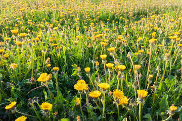 flowers in field