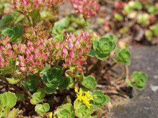 Urban Gardening, Sukkulenten