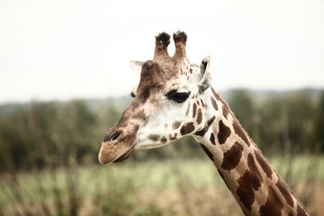 Giraffe 1