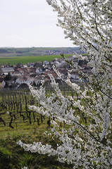 Fototapeta na wymiar strauchblüte über alzey-weinheim