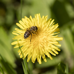 bee on a flower dandelion