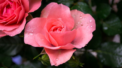 Pinke Rose mit Tautropfen