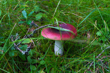 Mushroom in grass