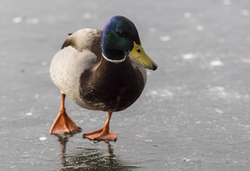Canards - Col Vert - La Rochette - Savoie.