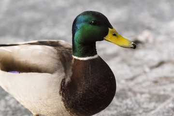Canards - Col Vert - La Rochette - Savoie.