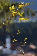 Blätter in der Abendsonne