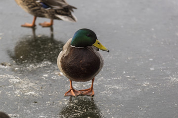 Canards - Col Vert - La Rochette - Savoie.