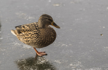 Canards - Col Vert - La Rochette - Savoie.