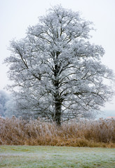 Obraz premium Lonely frosted tree in a foggy winter landscape