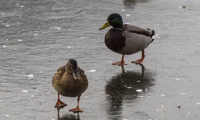 Canards - Col Vert - La Rochette - Savoie.