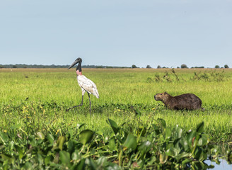 American Wood Stork (Mycteria americana) and Capybara male in the El Cedral - Los Llanos, Venezuela, South America