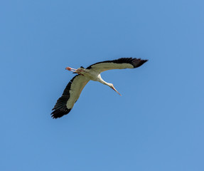 Flying stork in the El Cedral - Los Llanos, Venezuela, South America
