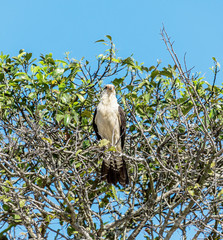 Predatory bird on top of a tree looking out for prey - Los Llanos, El Cedral, Venezuela, South America