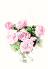 Delicate pink roses. DogRose Pink Rosa Canina Flowers.Valentine