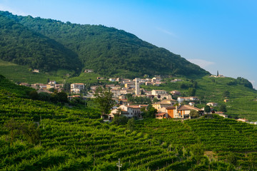 Fototapeta na wymiar Guia surrounded by prosecco vinyards