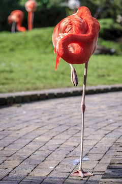 Fototapeta Pink Flamingo