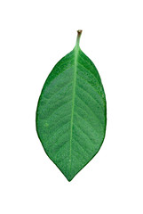 green leaf on white background