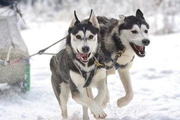 Sledding with husky dogs