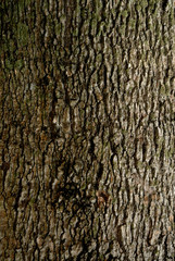 tree bark texture