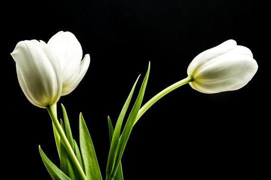 Fototapeta White tulips on black background