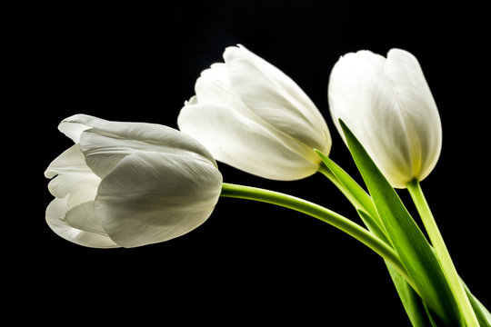 White tulips on black background