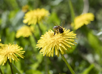 bee on a flower dandelion

