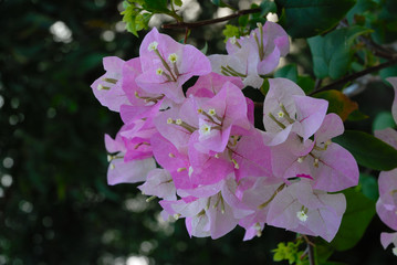 Bougainvillea