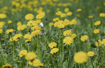 Obraz premium cabbage butterfly on a flower dandelion