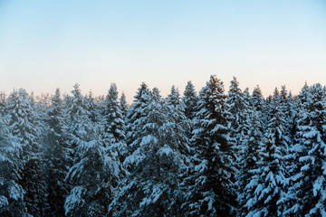 Russian winter forest and sky beautiful landscape