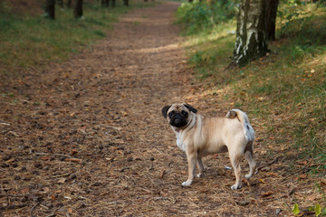 Pug in forest