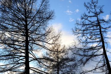 Silhouette of a fir trees.