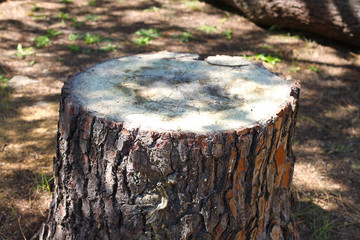 Tree stump in the forest