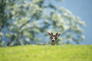roe buck in the forest