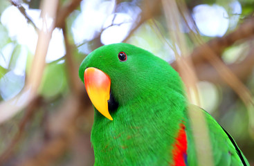 Eclectus parrot green bird