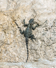 gray monitor lizard - Israel