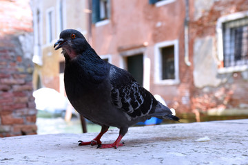 pigeon in Venice, Italy