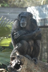 Obraz premium flowers 