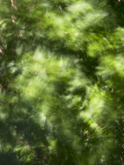 Fototapeta na wymiar Tree leaves blurred by wind