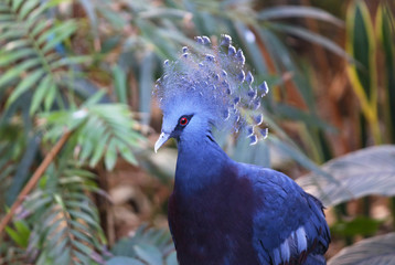 Victoria crowned pigeon