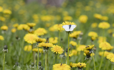 cabbage butterfly on a flower dandelion
